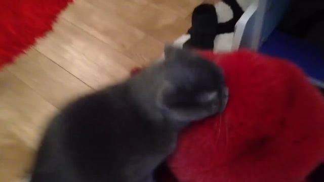 Кот насилует Лису смотреть онлайн