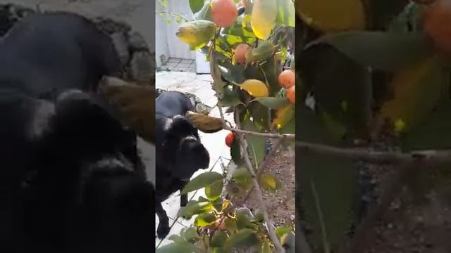 Собачьи приколы