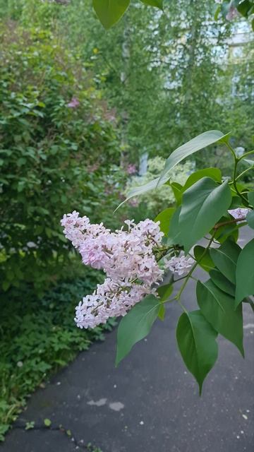 Вечером за домом всё цветёт и растёт