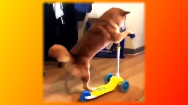 Смешное про животных|Приколы с котами| Видео про котов| Кошки|Позитив|Создай себе хорошее настроени смотреть онлайн