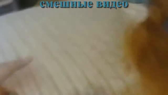 смешные видео - смешные кошки и коты