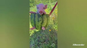 Лучшие приколы с свинками за 2024 год//Приколы 2024//Свиньи.