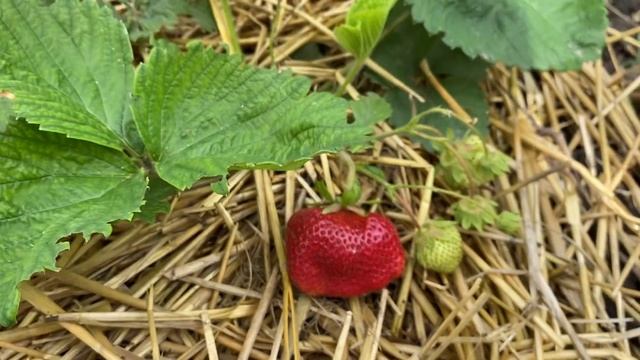 Рекордно крупный сорт клубники КИСС НЕЛЛИС//Купить са? смотреть онлайн