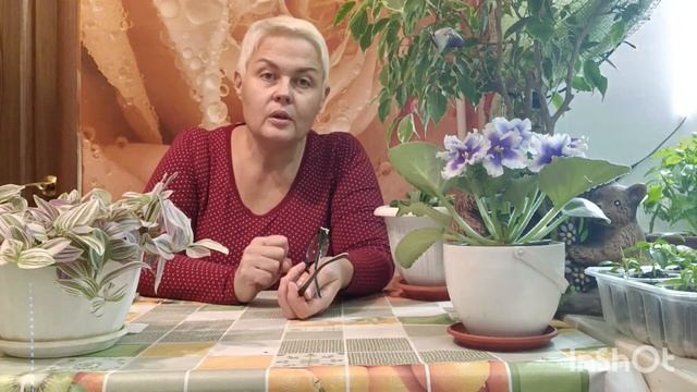 Результаты цветочных эксперементов с 1ноября по 10 дек?