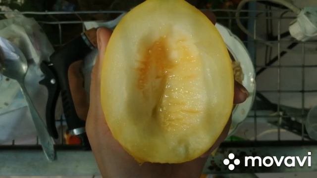 Дыня Алтайская поспела...пераая дыня пробуем  10.07.2024