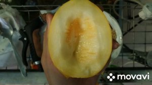 Дыня Алтайская поспела...пераая дыня пробуем  10.07.2024