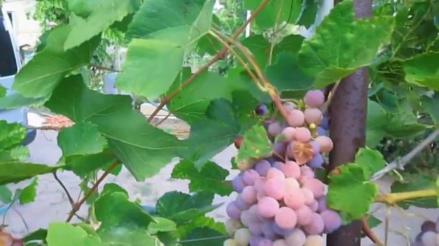 Сорт винограда ЛИДИЯ