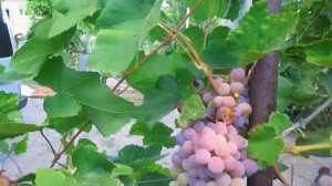 Сорт винограда ЛИДИЯ