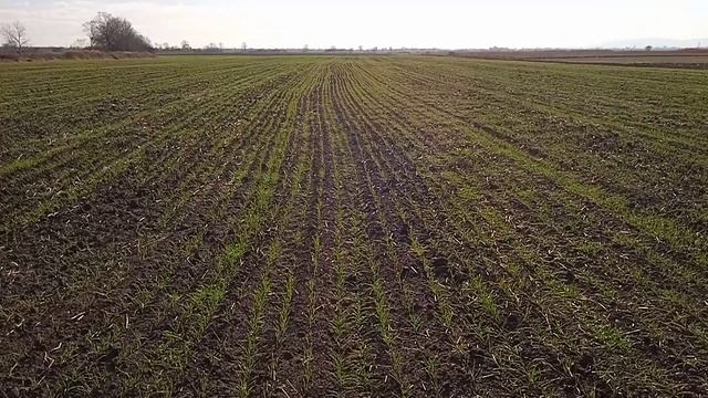 Озимая пшеница, сорт Фëдор. Осень 2024 года. смотреть онлайн