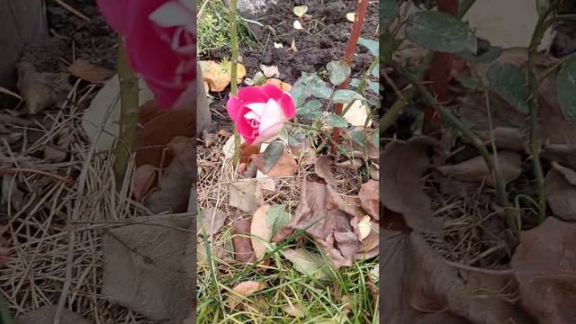 26 февраля 2024 г.Розы почтой🥲 смотреть онлайн