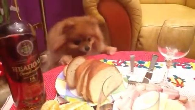 Шпиц, Чуча и хлеб смотреть онлайн
