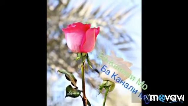 Клипи ошики REYKL2018 смотреть онлайн