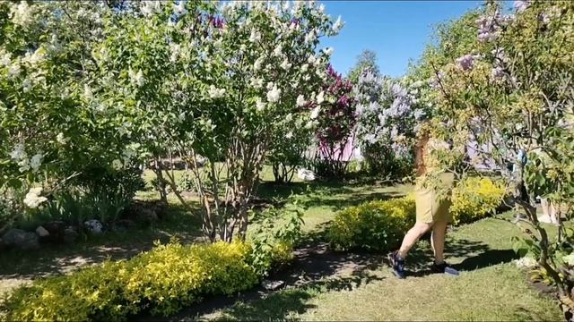 Рассвет By @musicianshut Лэйна Хижина мкзыканта Лето Весна Цв