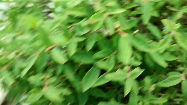 Як збирати жимолость