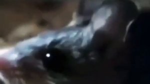 Хаха мышь орёт "зарплата" хаха🤣🤣🤣🤣😂😉 ТИК ТОК