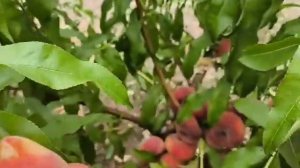 Інжирний персик Плане Стар. Peach Plane Star. Білом'ясий, круп?