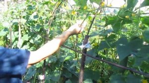 Август. Огурцы "Парижский корнишон"