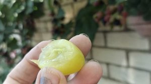виноград сорт.«Сенсация»