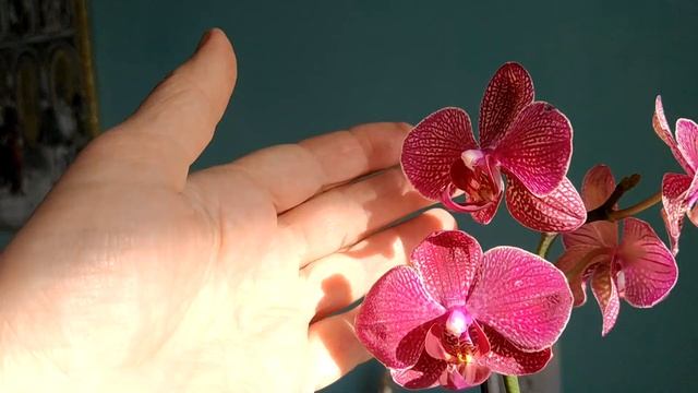 Орхідея фаленопсис Кімоно. Купила уцінку в Епіцентрі. смотреть онлайн