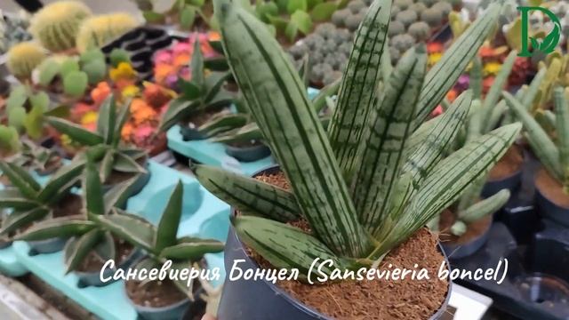Сансевиерия Бонцел (Sansevieria boncel)