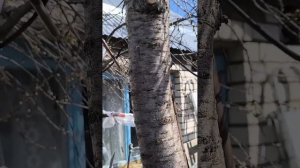 Прививка черешни в ствол вишни.