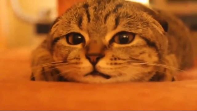 КОТ ЕСТ КАК ЧЕЛОВЕК - [ ПРИКОЛЫ #30 ] смотреть онлайн