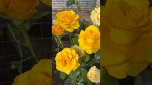 Мисс Пигги и другие. Розы, небольшой обзор.