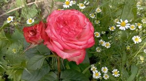 Чайно-гібридна троянда Корал Ріва rose Coral Reeva