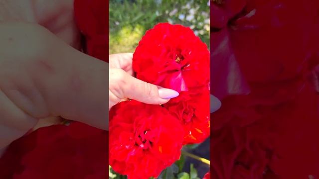 первая волна отходит цветения смотреть онлайн