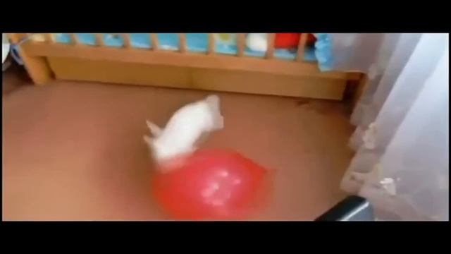 Приколы с кроликами смотреть онлайн
