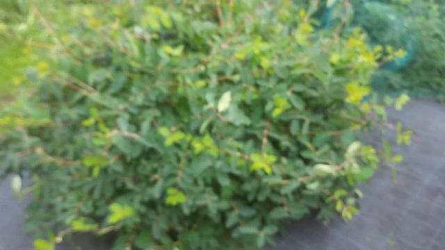 Жимолость крупноплодная Финик (номерной сорт) смотреть онлайн