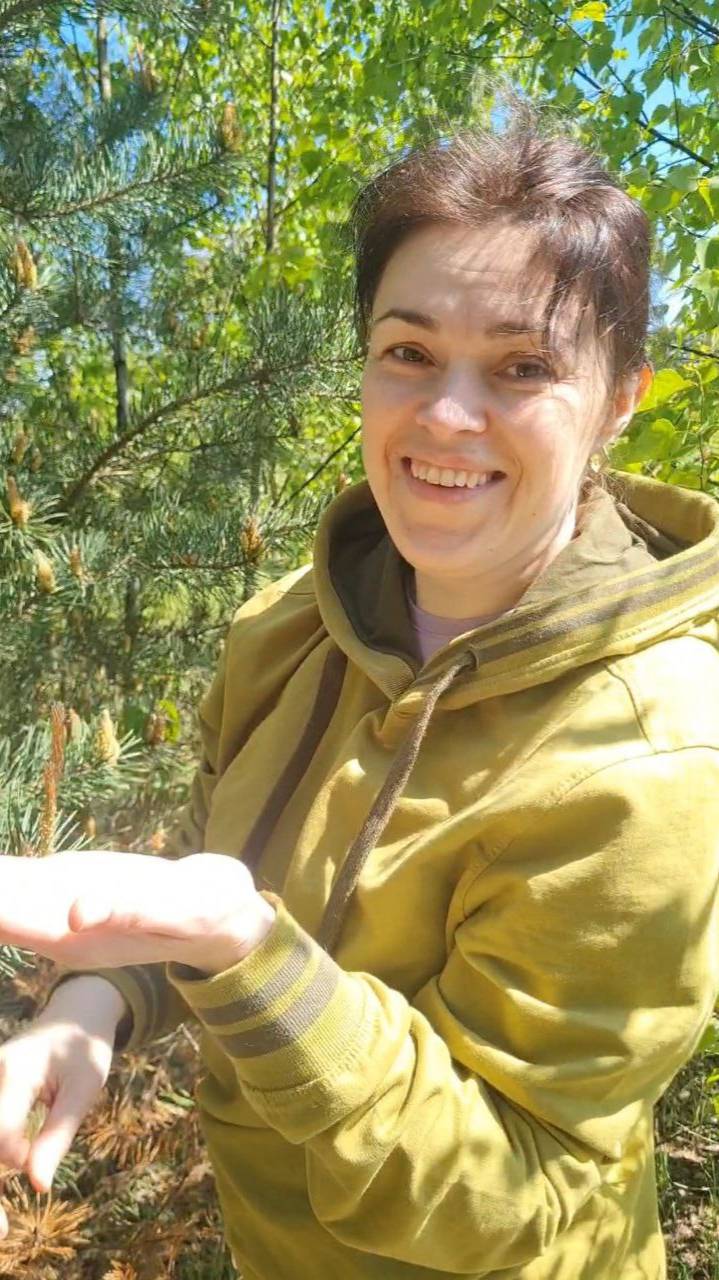 Грибники, собирают сосновую пыльцу. Это вкусно и полезно. Сбор дикоросов. смотреть онлайн