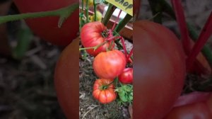 Томат ДИКИЙ ТИМЬЯН БИКОЛОР