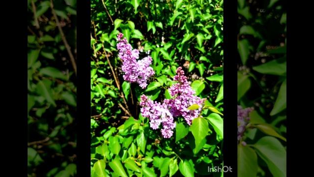 Как прекрасен месяц май!!!.mp4 смотреть онлайн