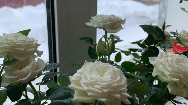 🎼. «Букет из белых роз», ( подарок от сестрички Танечк?