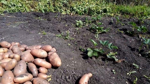 картошка Red Ledi урожай 2023