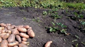 картошка Red ledi урожай 2023