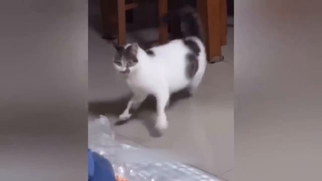 Приколы с котами! - С ОЗВУЧКОЙ! Смешные коты!! Смешные в?