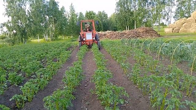 т-25, окучивание картофеля смотреть онлайн