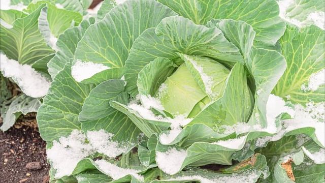 Почему я теперь не убираю корни капусты, а оставляю их