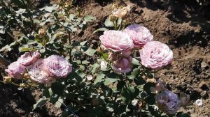 Троянда Принцеса Каорі