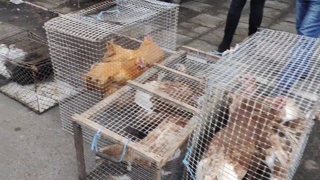 Виставка-ярмарка голубів і декоративних тварин Помошна 2022.19 лютого смотреть онлайн