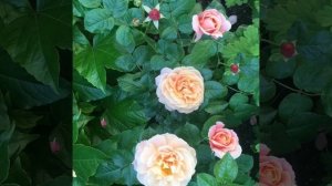 Роза Chateau de Vaumarcus(Шато де Вамаркус )  Швейцария, 2000г.