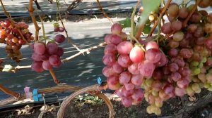 Виноград Художник (Калугин В. М.) 21.08.24г.виноградник Кор