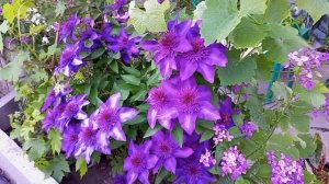 Клематис "Мульти Блю" (Multi Blu).