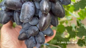 Виноград Флагман  29 июля 2024 год.