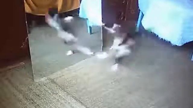 Котщик танцует брейк перед зеркалом. Мимими смотреть онлайн