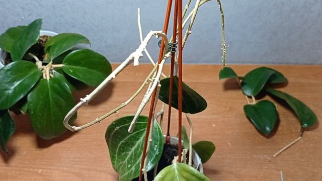 Обрезка хойи Surigaoensis и Sarawak Pink,  укоренение.  22.01.25.