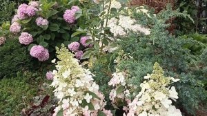 577.#Вторая  волна цветения розочки Эмейзинг Грейс(или М