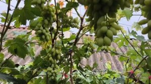 Днепровская Ривьера виноград розовый с плотной мякот?